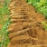 【放心购买】贺州淮山药广西正宗淮山药软糯香甜基地直发