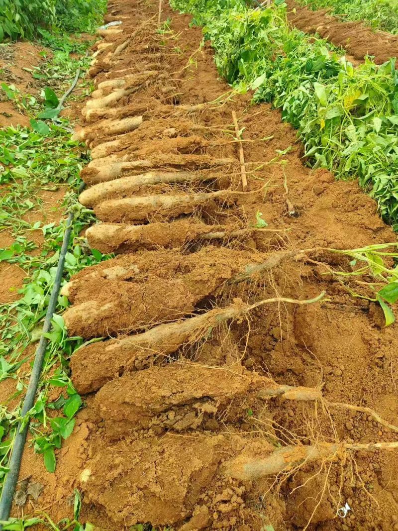 【放心购买】贺州淮山药广西正宗淮山药软糯香甜基地直发