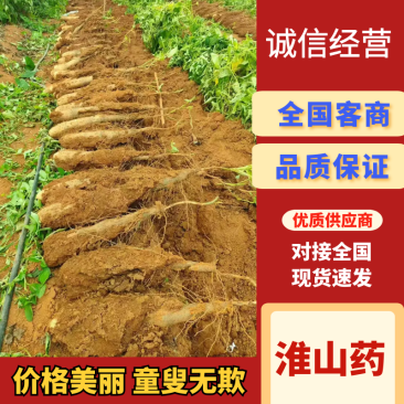 淮山药广西淮山药万亩基地持续供应对接全国市场电商