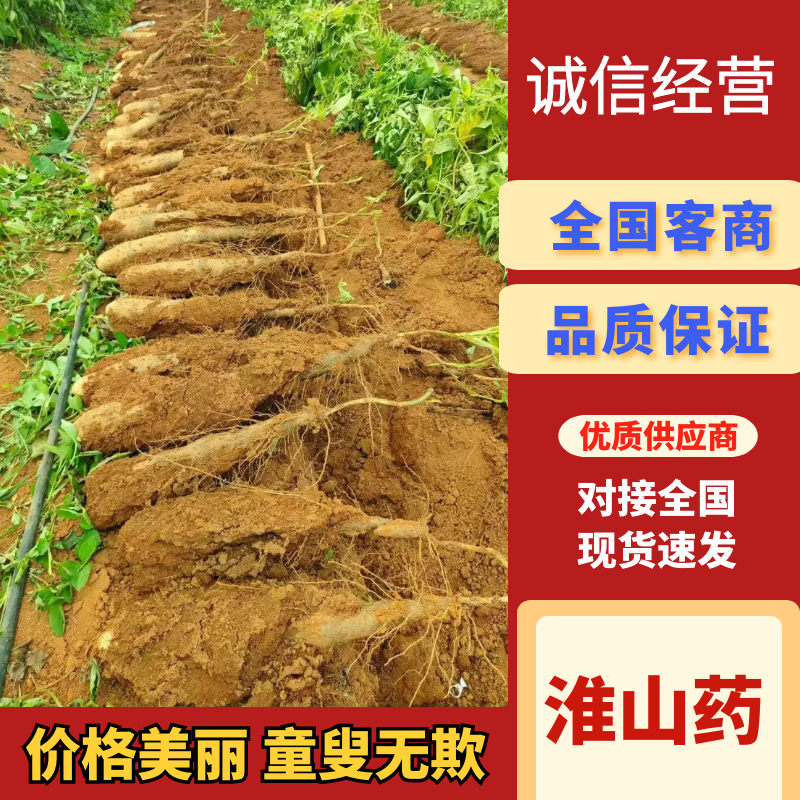 淮山药广西淮山药万亩基地持续供应对接全国市场电商