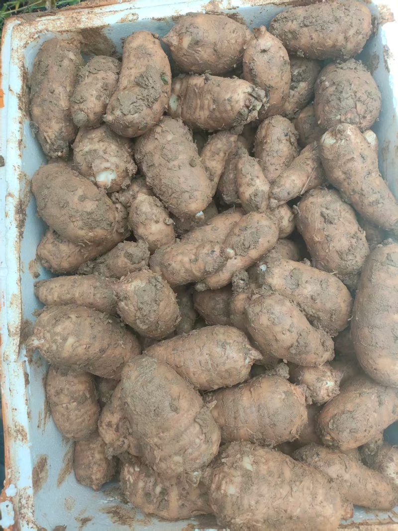 杂交麻大量上市现挖现发品质保证欢迎来电洽谈诚信经营
