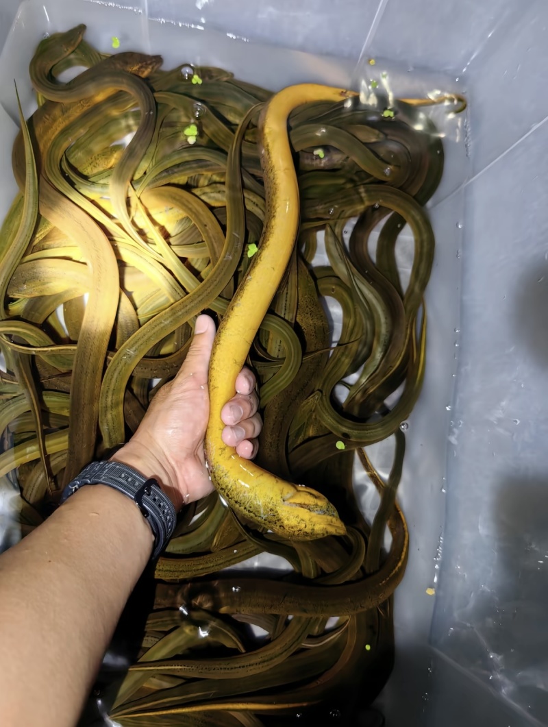 鳝鱼鲜杀鳝鱼段鳝鱼筒工厂活鱼鲜杀直供商超餐饮配送到店