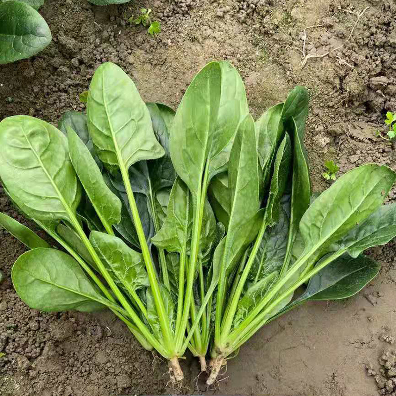 大叶菠菜种子耐寒耐冻圆叶直立红根越冬深绿黑亮杂交菠菜籽种
