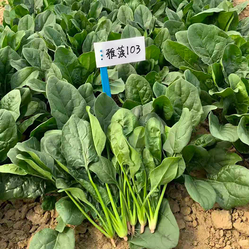 大叶菠菜种子耐寒耐冻圆叶直立红根越冬深绿黑亮杂交菠菜籽种