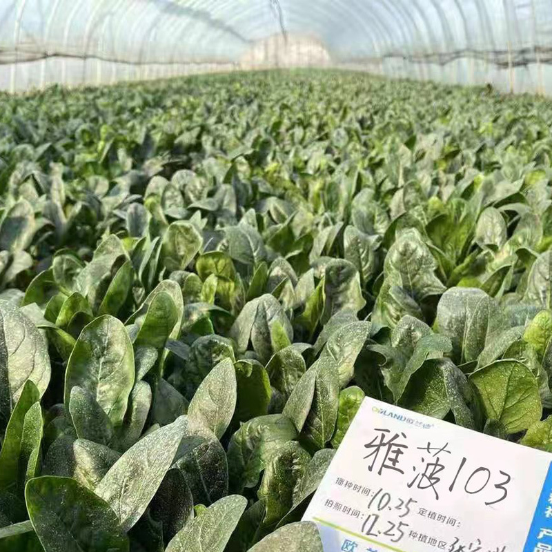 大叶菠菜种子耐寒耐冻圆叶直立红根越冬深绿黑亮杂交菠菜籽种