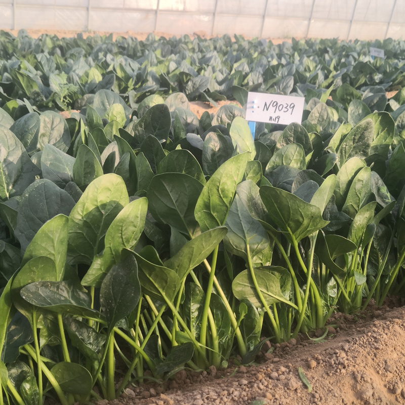 大叶菠菜种子耐寒耐冻圆叶直立红根越冬深绿黑亮杂交菠菜籽种