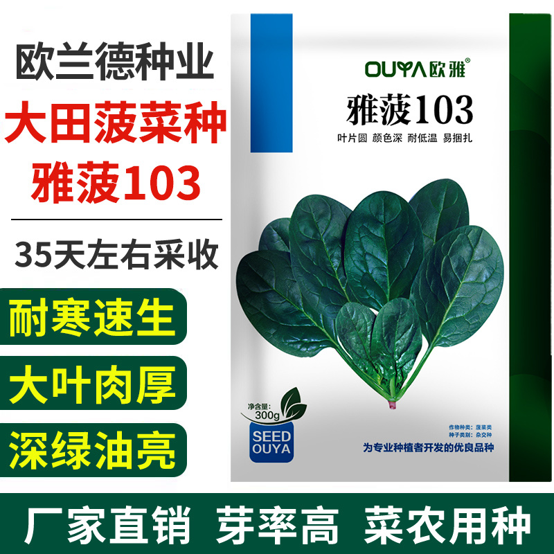 大叶菠菜种子耐寒耐冻圆叶直立红根越冬深绿黑亮杂交菠菜籽种