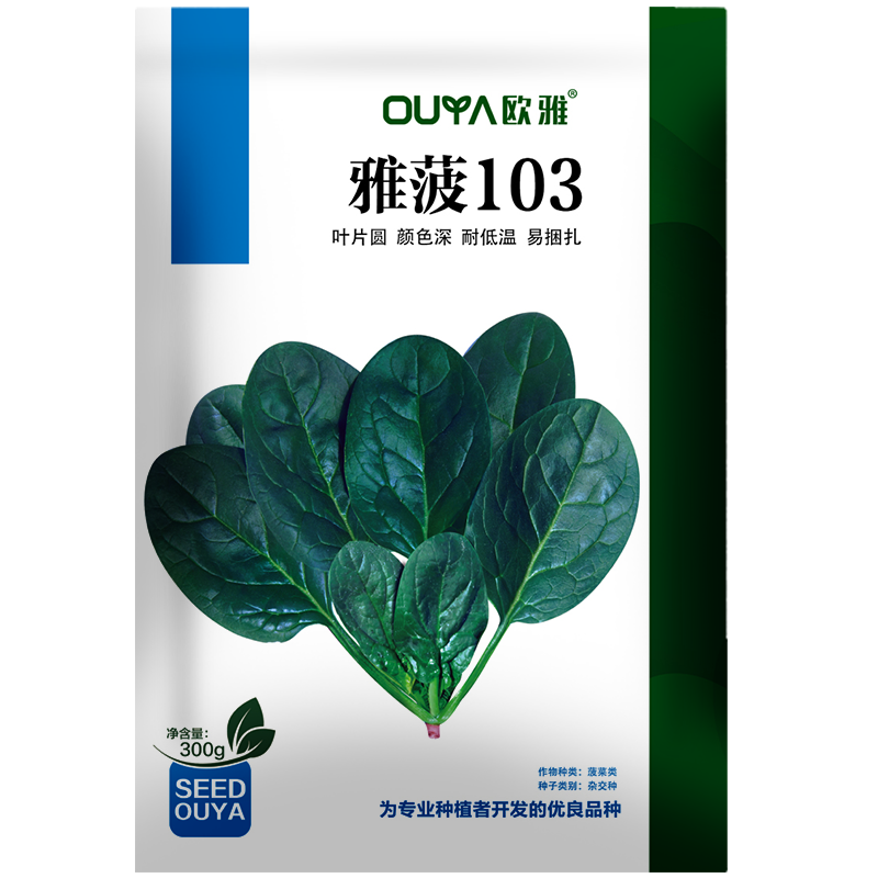 大叶菠菜种子耐寒耐冻圆叶直立红根越冬深绿黑亮杂交菠菜籽种