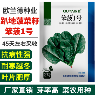 趴地菠菜种子黑圆叶矮脚红根耐热耐寒越冬高抗病趴地菠菜籽种