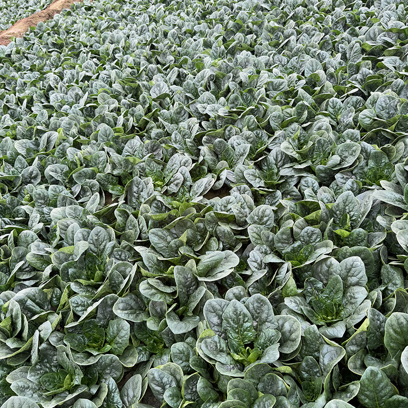 趴地菠菜种子黑圆叶矮脚红根耐热耐寒越冬高抗病趴地菠菜籽种