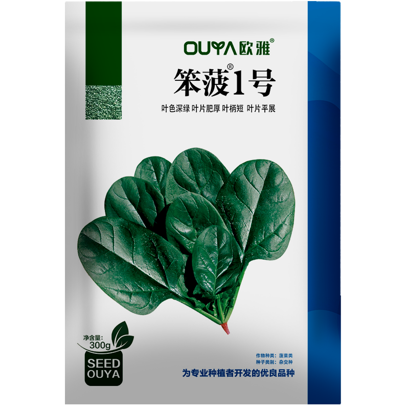 趴地菠菜种子黑圆叶矮脚红根耐热耐寒越冬高抗病趴地菠菜籽种