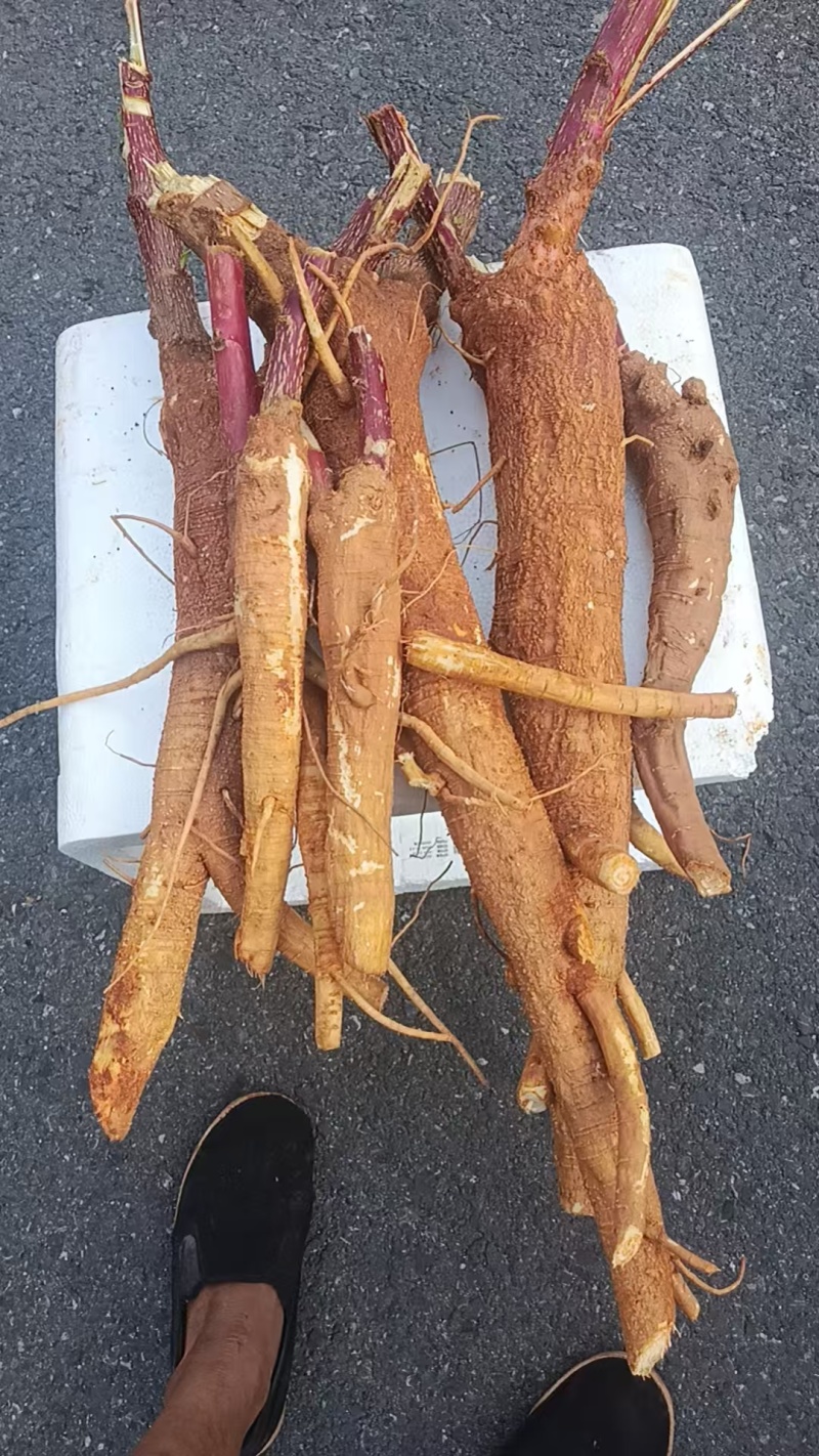 精选中药材鲜货商陆根茎品质有保障价格实惠欢迎老板联系