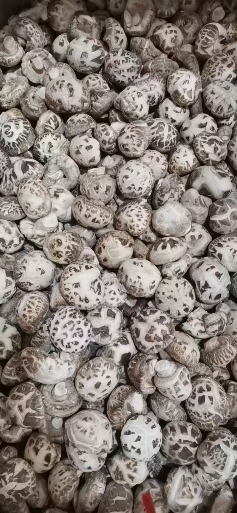精选花菇干香菇湖北基地直供质量保证货源充足全国发货