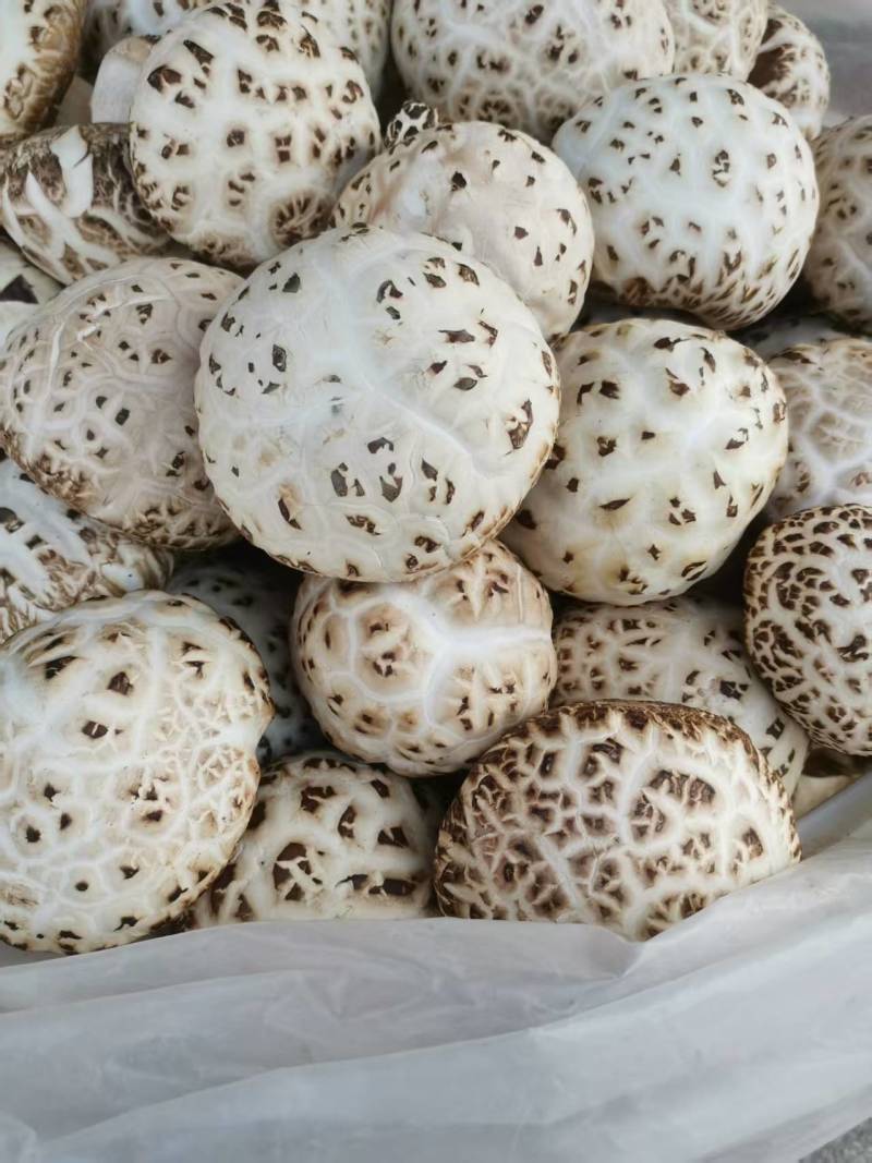精选花菇干香菇湖北基地直供质量保证货源充足全国发货