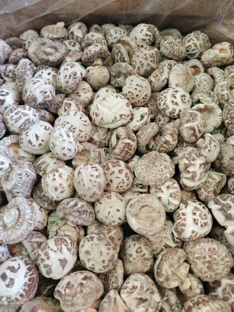 精选花菇干香菇湖北基地直供质量保证货源充足全国发货