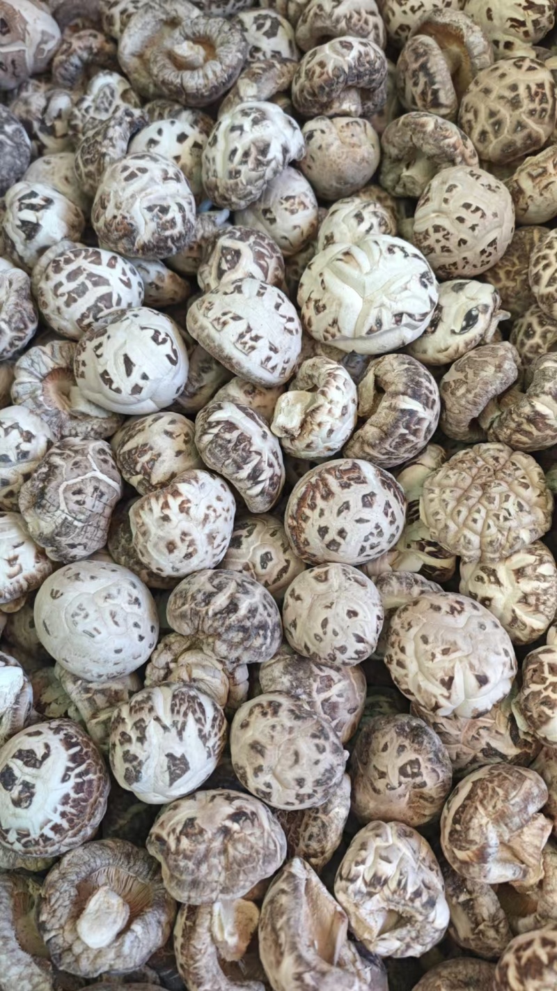 精选花菇干香菇湖北基地直供质量保证货源充足全国发货