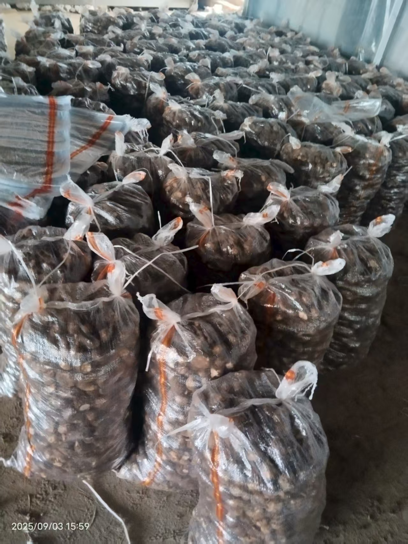 毛芋头品质保证加工厂市场商超都可以发货欢迎联系