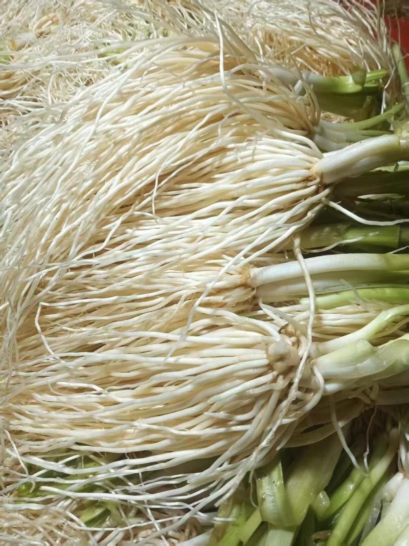 云南特有苤菜根云南特产调味菜现挖现发品质保证价格实惠口感佳