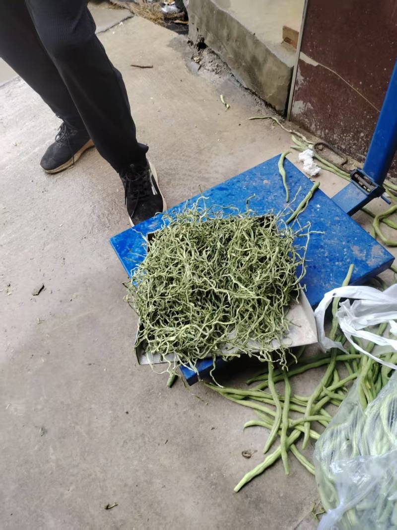 河北农副产品豆角丝大量上市/可视频看货/欢迎咨询