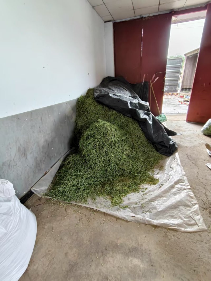 河北农副产品豆角丝大量上市/可视频看货/欢迎咨询