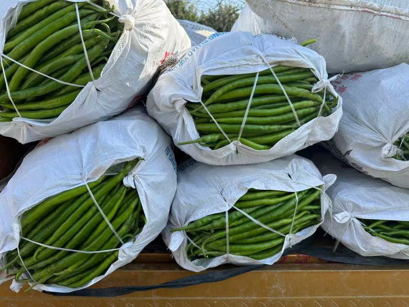 （实力）商丘夏邑301泡椒辣椒大量上市质优价廉欢迎电联