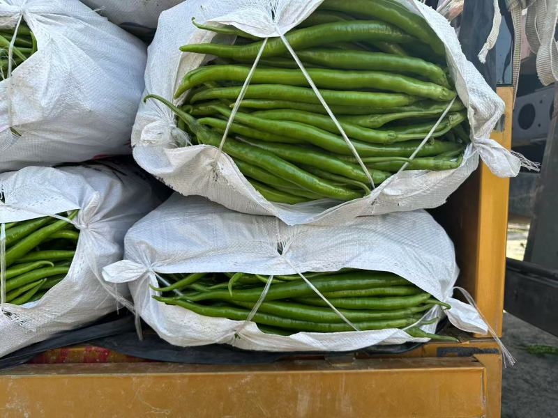 （实力）商丘夏邑301泡椒辣椒大量上市质优价廉欢迎电联