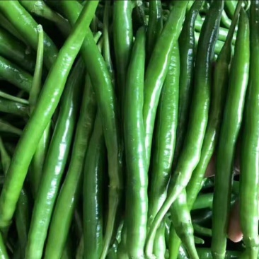 (实力)商丘夏邑301泡椒辣椒大量上市质优价廉欢迎电联