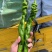 （实力）夏邑当季301泡椒辣椒新鲜采摘大量上市欢迎电联