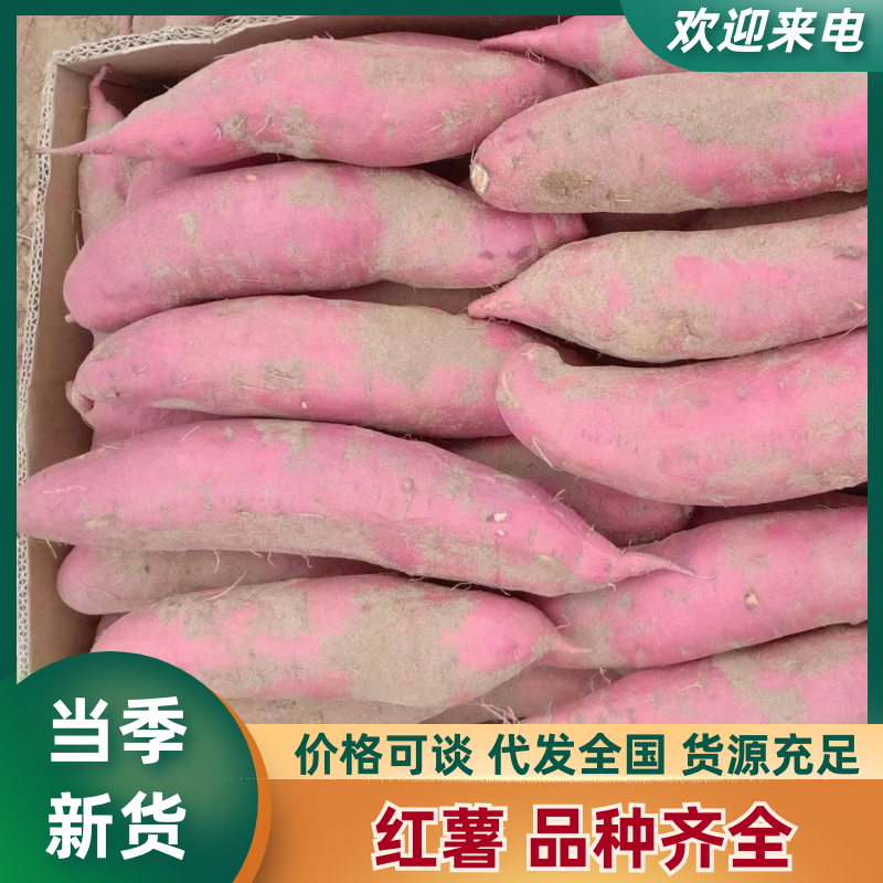 蜜薯西瓜红玫瑰红冀26烟25大量供应代发全国