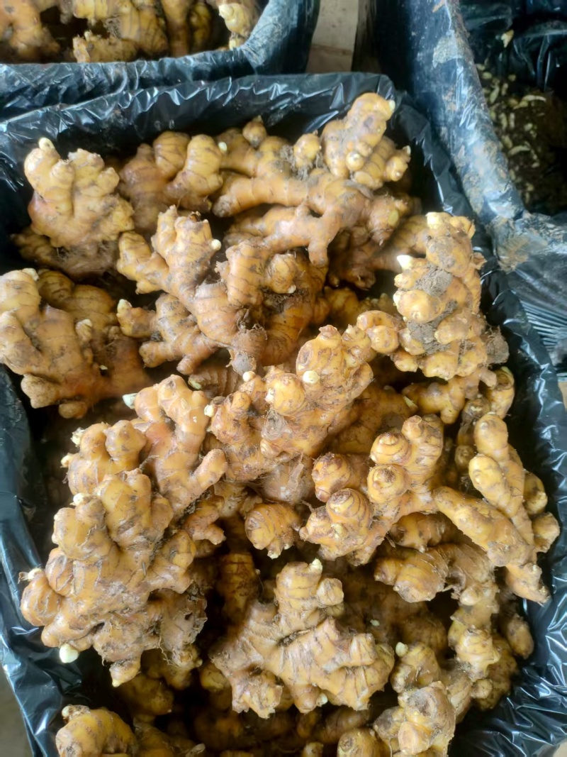 云南小黄姜，品质保证，价格优惠，产地直发，实力商家