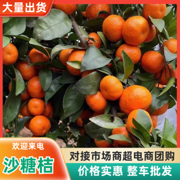 《棉桔》广西沙糖桔/叶桔/产地货源/价格便宜欢迎来电