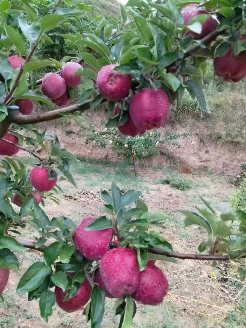 甘肃花牛，红富士品质保证货源充足