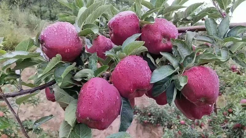 甘肃花牛，红富士品质保证货源充足
