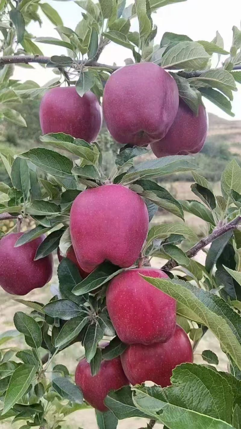 甘肃花牛，红富士品质保证货源充足