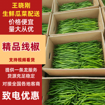 【精品】线椒山东线椒优质鲜辣椒现摘现发全国发货