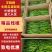 【精品】线椒山东线椒优质鲜辣椒现摘现发全国发货