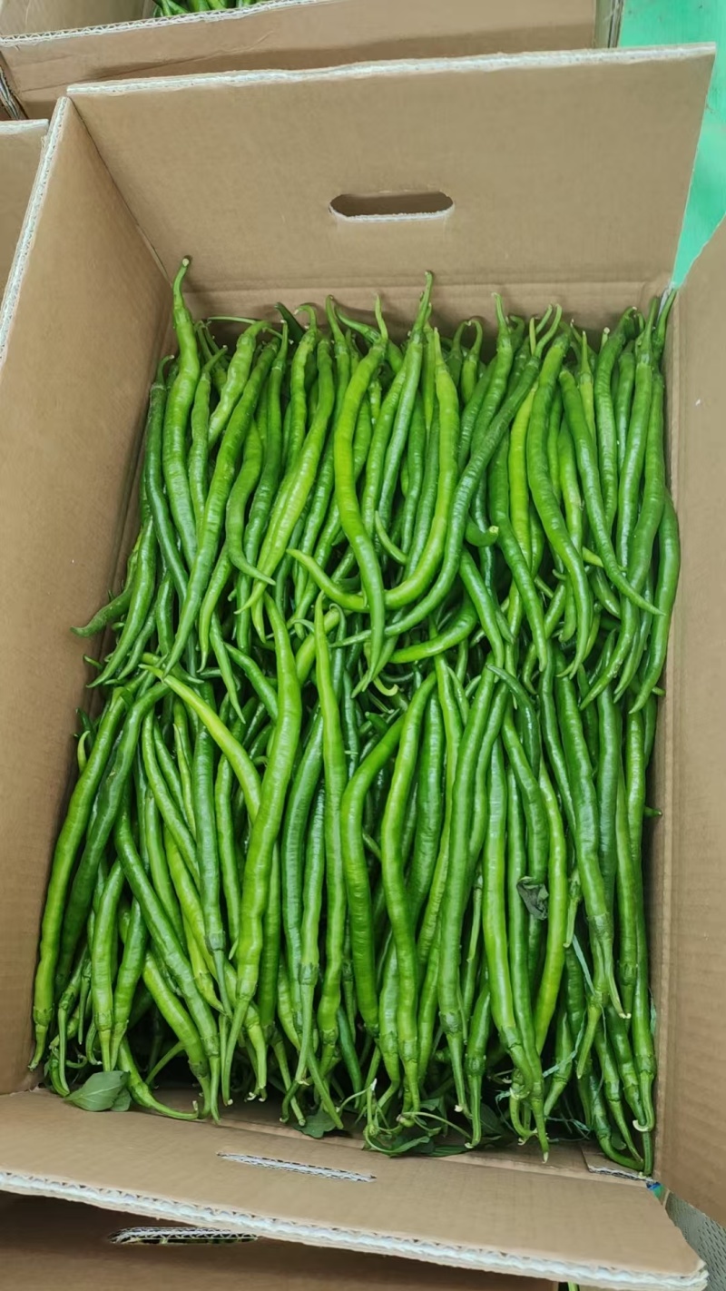 【精品】线椒山东线椒优质鲜辣椒现摘现发全国发货