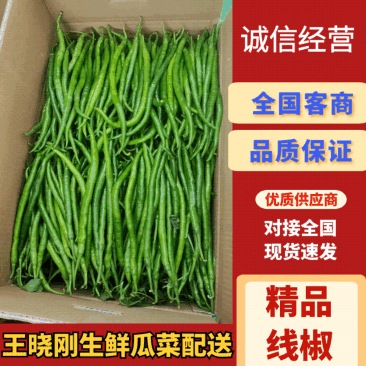 【线椒】山东黑线椒，黄线椒大量有货。新鲜采摘，色泽鲜亮。