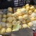 山西平遥酥梨即将上市产地直发价格优惠欢迎来电洽谈