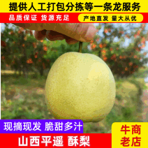 山西平遥酥梨个头均匀品质保证供全国渠道走货