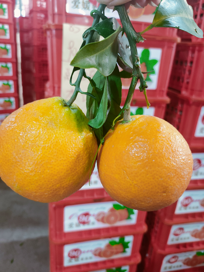 精品货源爱媛橙视频看货发货全国协助找车