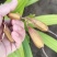【品质】巨茎紫花秋播隔年直播苗产地直供货源充足对接全国客户