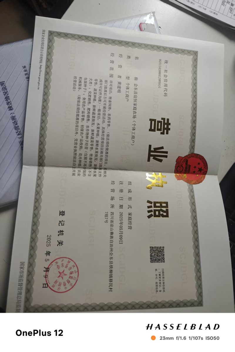 【现货批发】四川仙人掌种苗仙人掌片果苗一手货源常年批发
