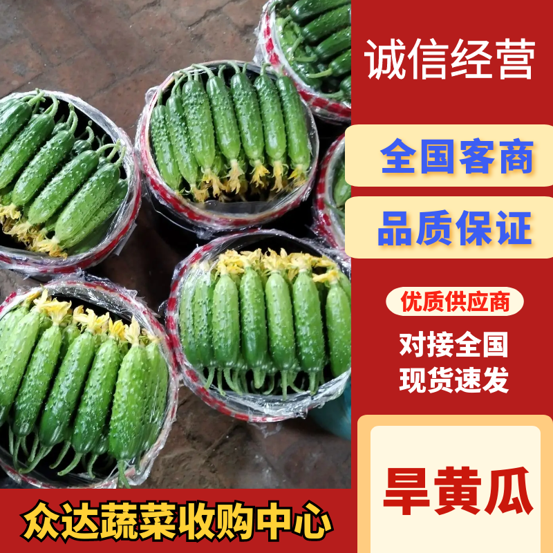 旱黄瓜，东北黄瓜全年供货，实力靠谱代办质量保证价格公道
