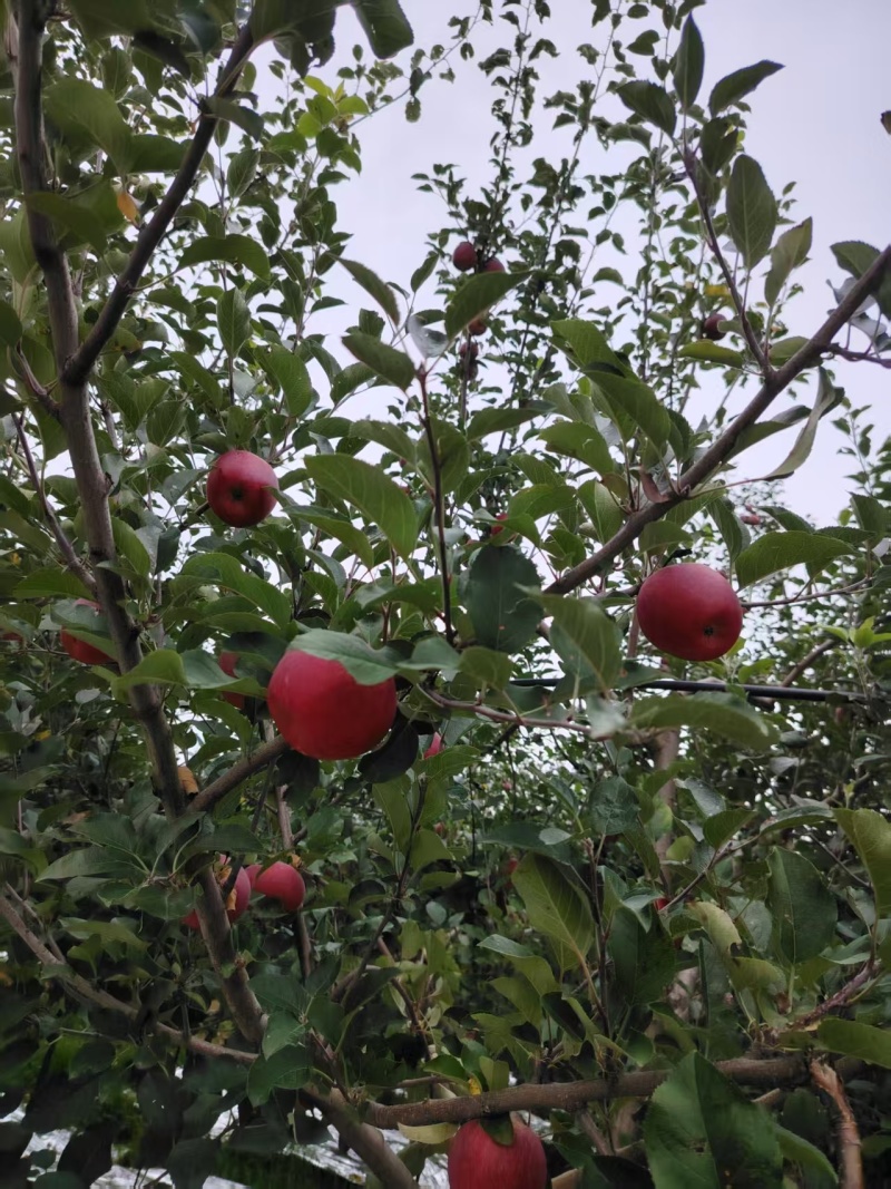四川汉源苹果/高山红将军丑苹果/量大价优/欢迎咨询