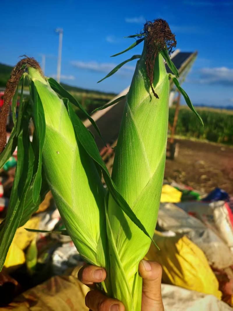 花糯玉米河北玉米产地直发精选品质协助找车保质保量