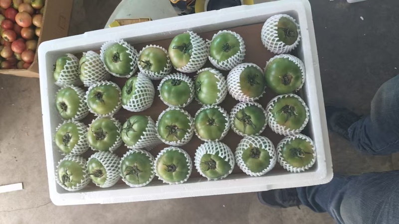 【实力推荐】辽宁铁皮西红柿产地直销量大从优可视频看货