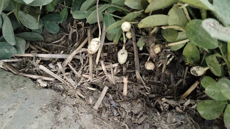 河南罗汉果花生产地直发货源充足新鲜发货对接批发市场
