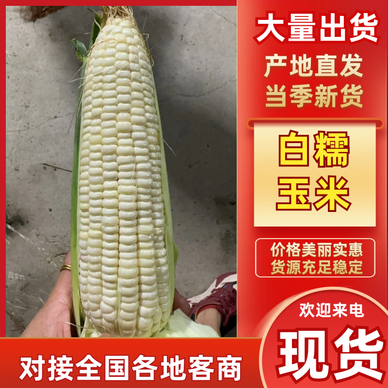 白糯玉米河北玉米产地直发对接商超市场量大优惠