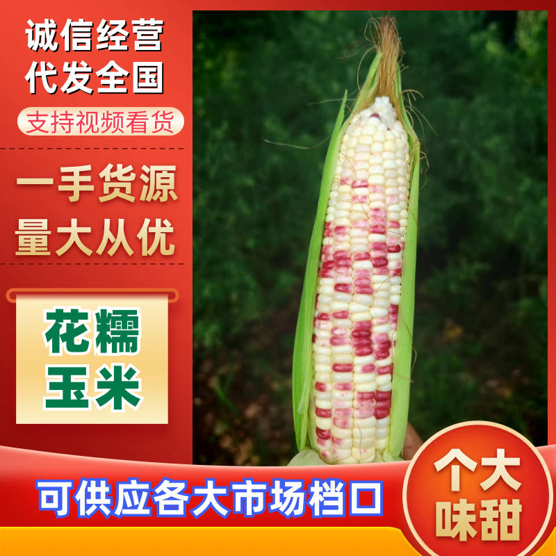 花糯玉米河北玉米产地直发精选品质协助找车保质保量